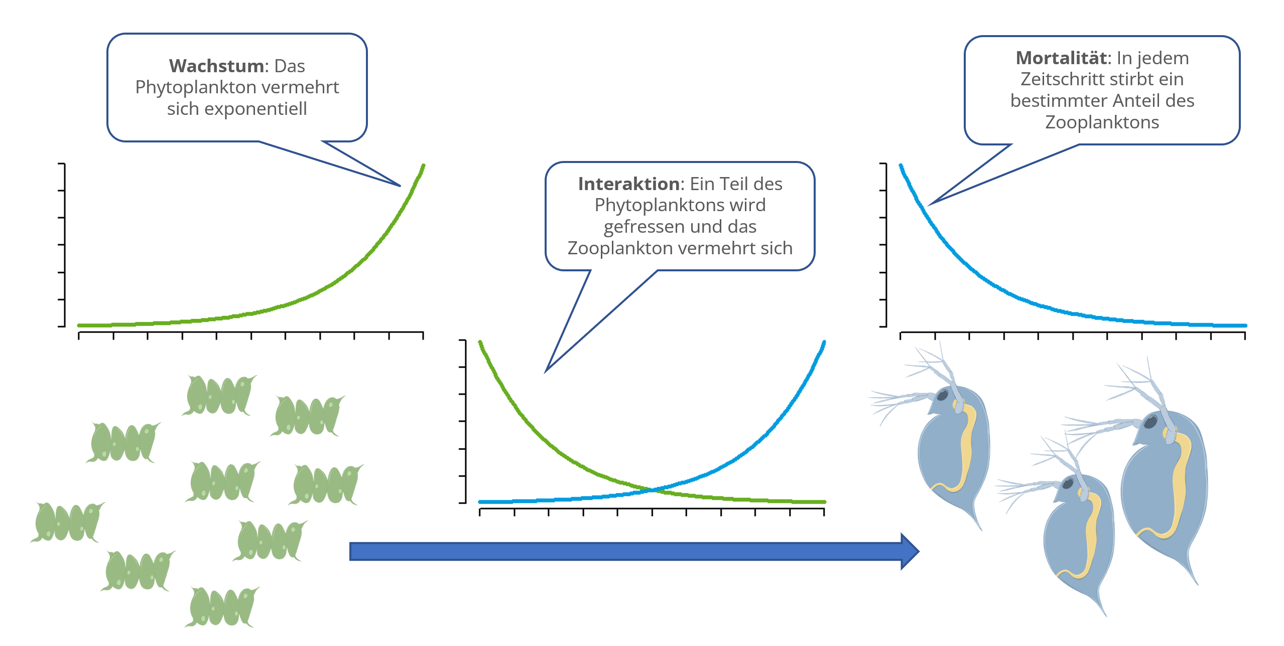 Das Bild zeigt, wie Algen von Dahnien gefressen werden. Ohne Daphnien würden die Algen exponentiell wachsen. Von den Daphnien stirbt pro Zeiteinheit ein Teil oder wird durch Fische gefressen. Durch die Wechselwirkung zwischen Algen und Daphnien werden die Algen verringert und die Daphnien könne sich vermehren.