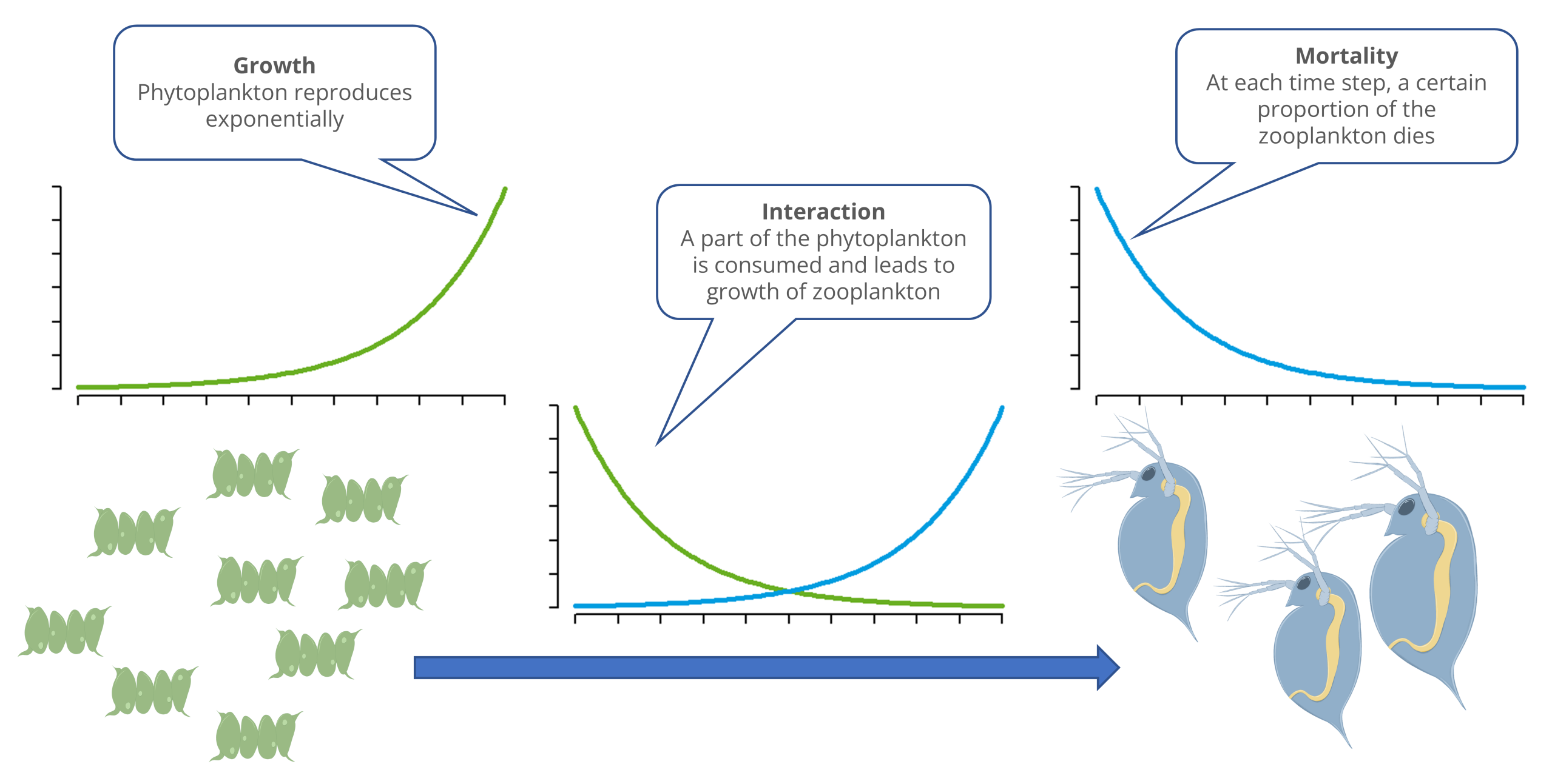 The image shows how algae are eaten by daphnia. Without daphnia, the algae would grow exponentially. A portion of the daphnia die each time unit or are eaten by fish. The interaction between algae and daphnia reduces the algae population and allows the daphnia to reproduce.“ fig-height=”18%“ fig-align=”center