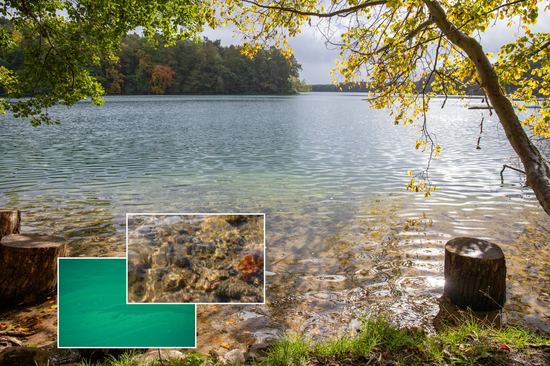 Darstellung eines naturnahen Sees, dazu ein eingefügtes Symbolbild mit besonders klarem Wasser und ein Symboldbild mit starker Algenentwicklung