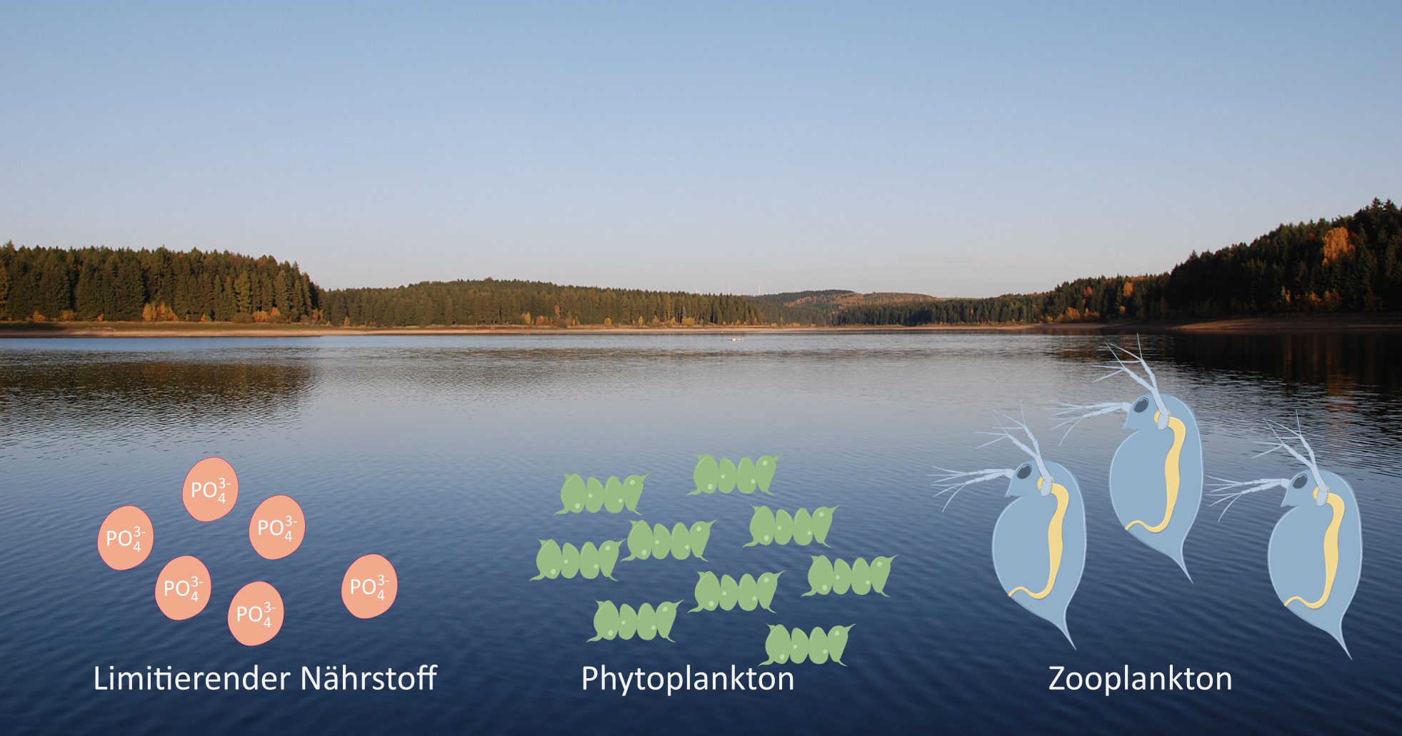 Teil einer Nahrungskette in einem See. Das Bild zeigt im Hintergrund einen Stillen See und im Vordergrund grafische Symbole für Phosphat (PO4 3-) als limitierenden Nährstoff, Phytoplankton und Daphnien